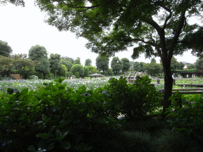 花しょうぶ