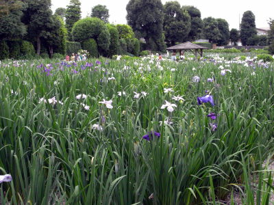 花しょうぶ2
