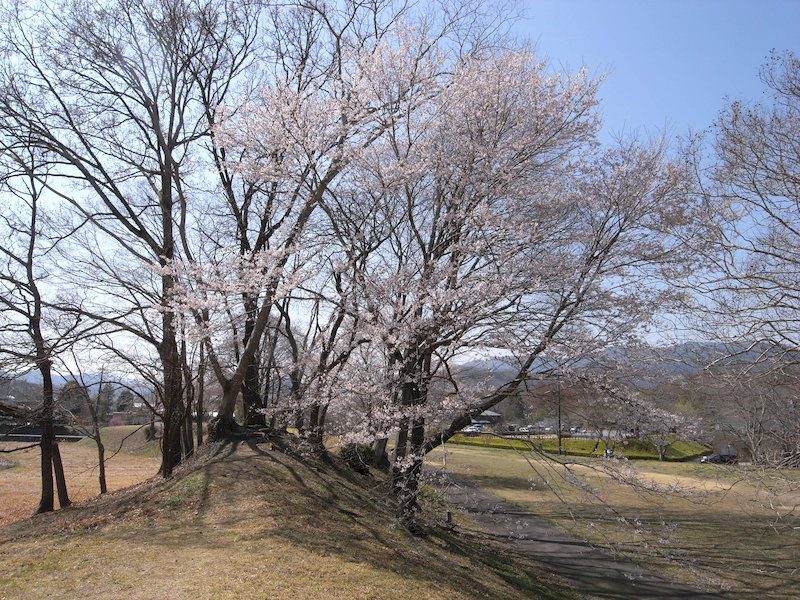 エドヒガンザクラ2