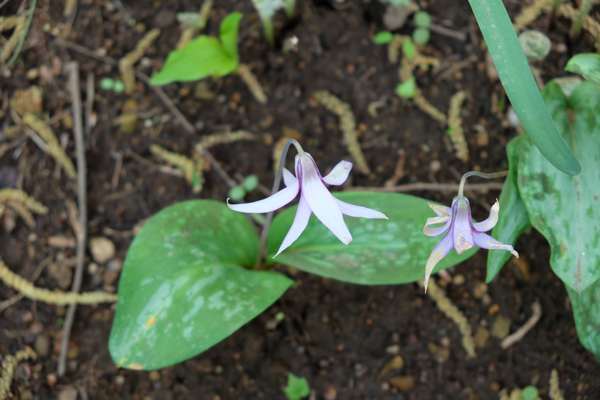 カタクリの花