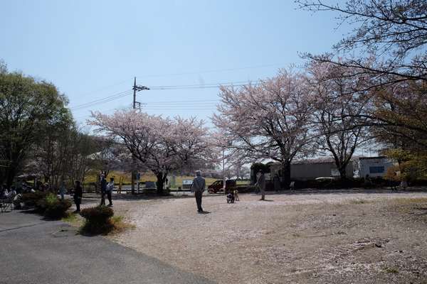 桜の花